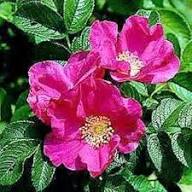 Pink Rugosa Rose Flower Seeds for Planting – Vibrant Colors, Heirloom, Non-GMO, High Germination Organic Garden Seeds