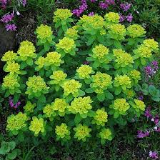 Euphorbia Lathyris Flower Seeds for Planting | Heirloom Non-GMO High Germination
