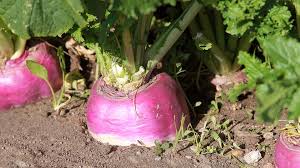Rutabaga Seeds for Planting – Heirloom Non-GMO Hardy Root Vegetable Seeds with High Germination for Organic Gardens