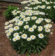 Leucanthemum Flower Seeds for Planting – Heirloom, Non-GMO, High Germination Organic Garden Seeds