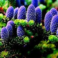 Purple Abies Koreana Flower Seeds for Planting | Heirloom Non-GMO High Germination Organic Garden Seeds