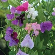 Sweet Peas Flower Seeds for Planting - Long Bloom, Heirloom, Non-GMO, High Germination Organic Seeds