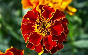 Maroon Red Marigold Flower Seeds for Planting – Non-GMO, High Germination Heirloom Organic Garden Seeds