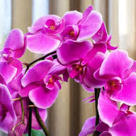 Phalaenopsis Orchid Flower Seeds for Planting | Heirloom Non-GMO Organic Garden Seeds, Perfect for Borders, High Germination