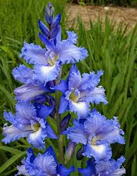 Dark Blue White Gladiolus Flower Seeds for Planting – Heirloom, Non-GMO, High Germination, Organic Garden