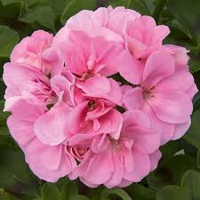 Light Pink Geranium Pelargonium Seeds for Planting – Heirloom, Non-GMO, High Germination Flowers