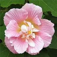 Pink Hibiscus Flower Seeds for Planting - Heirloom, Non-GMO, High Germination Organic Garden Seeds