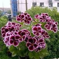 Geranium Flower Seeds for Planting | Heirloom Non-GMO Organic Garden Seeds, Shade Tolerant, High Germination
