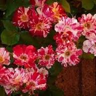 Red & White Climbing Rose Flower Seeds for Planting – Heirloom Non-GMO High Germination Organic Garden Seeds