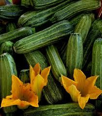 Costata Romanesco Zucchini Seeds for Planting – Heirloom Non-GMO Ribbed Italian Summer Squash – Organic Garden Seeds, High Germination