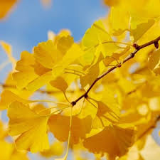 Ginkgo Flower Seeds for Planting – Heirloom, Non-GMO, High Germination Organic Garden Seeds