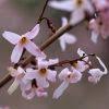 Pink Trifoliate Forsythia Flower Seeds for Planting – Heirloom Non-GMO Organic Garden Seeds, High Germination