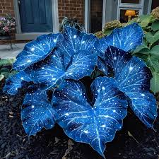 Sky Blue Caladium Flower Seeds for Planting – Heirloom, Non-GMO, High Germination Organic Garden Seeds