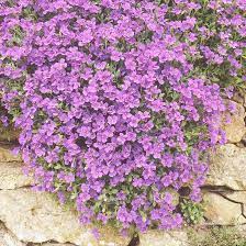 Dark Violet Rock Cress Flower Seeds – Heirloom Non‑GMO, High Germination Organic Garden Seeds for Planting