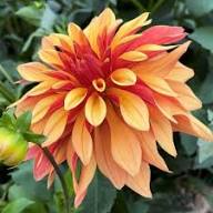 Dahlia Cancan Flower Seeds for Planting – Heirloom Non-GMO Premium Quality Organic Garden Seeds