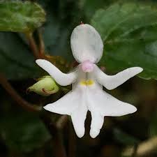 Impatiens Bequaertii Flower Seeds for Planting – Fragrant Blossoms, Heirloom Non-GMO