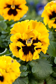 Yellow Black Pansy Flower Seeds for Planting - Low Maintenance, Heirloom & Non-GMO Organic Garden Seeds