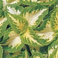 Yellow Green Coleus Flower Seeds for Planting – Heirloom, Non-GMO, Colorful Organic Garden Seeds