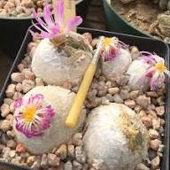Mixed Conophytum Hammeri Flower Seeds for Planting – Pollinator Friendly Heirloom Non-GMO GMO Free Seeds for Home Garden