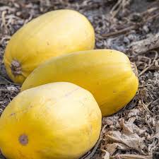 Pumpkin Almond Spaghetti Seeds for Planting – Heirloom Organic Non‑GMO High Germination Organic Garden Seeds