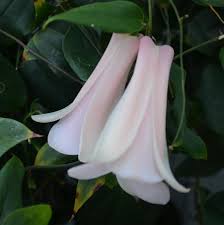 White Lapageria Flower Seeds for Planting – Heirloom, Non-GMO, High Germination Organic Garden Seeds