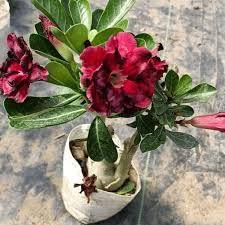 Adenium Flower seeds for Planting – Fragrant Blossoms, Heirloom & GMO Free Seeds for Home Garden, High Germination