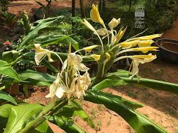 Hedychium Gardnerianum Flower Seeds for Planting – Heirloom, Non-GMO, High Germination Organic Garden Seeds