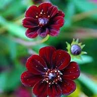 Dichondra Cosmos Flower Seeds  for Planting | Heirloom Non-GMO High Germination Organic Garden Seeds