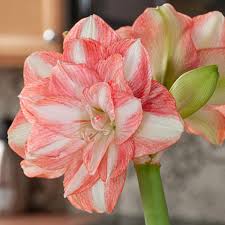 White Pink Hippeastrum Rutilum Flower Seeds for Planting | Heirloom Non-GMO High Germination Organic Garden Seeds