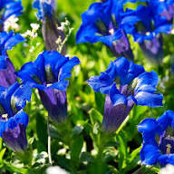 Blue White Gentian Flower Seeds for Planting – Heirloom, Non-GMO, Sun-Loving Garden Seeds