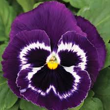 Violet Blue Pansy Flower Seeds for Planting – Heirloom, Non-GMO, High Germination Garden Favorite
