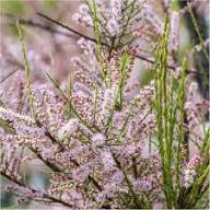 Tamarix Flower Seeds for Planting - Garden Favorite, Heirloom &amp; Non-GMO Seeds for Home Garden