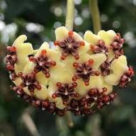 Hoya Kerrii Seeds for Planting Heirloom Non-GMO High Germination Organic Garden Seeds