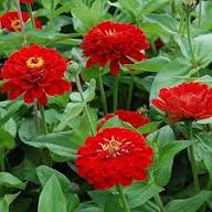 Red Zinnia Flower Seeds for Planting – Heirloom, Non-GMO Bright Bloom Organic Garden Seeds