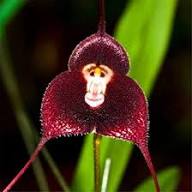 Red Monkey Face Flower Seeds for Planting – Heirloom, Non-GMO, Premium Quality, High Germination Organic Garden Seeds