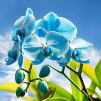 Sky Blue Orchid Flower Seeds for Planting – Heirloom, Non-GMO, High Germination Organic Garden Seeds for Seasonal Exotic Blooms