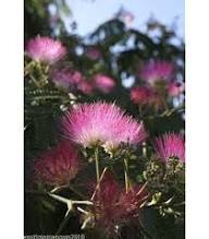 Acacia Baileyana Flower Seeds for Planting – Heirloom, Non-GMO, High Germination Organic Garden Seeds