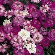 Candytuft Flower Seeds for Planting – Wildflower Mix Heirloom Non-GMO, High Germination Organic Garden SeedsSky Blue Lupine Flower Seeds for Planting – Heirloom Non-GMO, High Germination Organic Garden Seeds