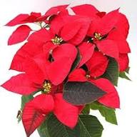 Poinsettia Flower Seeds for Planting – Heirloom, Non-GMO, High Germination Organic Garden Seeds