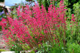 Bressingham Flower Seeds for Planting – Heirloom, Non-GMO, High Germination Organic Garden Seeds