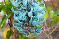 Jade Green Flower Seeds for Planting – Heirloom, Non-GMO, High Germination Organic Garden Seeds