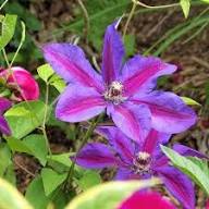 Clematis Red Purple Flower Seeds for Planting – Heirloom, Non-GMO, High Germination Organic Garden Seeds