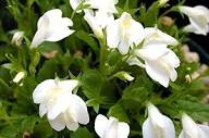 MarshFlower Seeds for Planting – Cottage Garden Essential, Heirloom, Non-GMO, High Germination