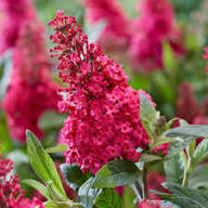 Pink Buddleia Davidii Flower Seeds for Planting - Colorful Display, Heirloom &amp; Non-GMO Seeds for Home Garden