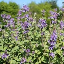Greek Catnip (Nepeta parnassica) Seeds for Planting – Heirloom, Non-GMO, High Germination Organic Garden Seeds