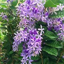 Violet Pennyroyal Flower Seeds for Planting - Heirloom, Non-GMO, High Germination Organic Garden Seeds