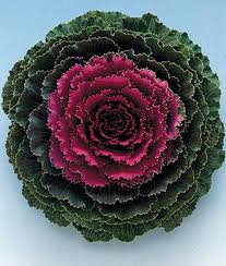 Violet Red Brassica Oleracea Flower Seeds for Planting – Heirloom, Non-GMO, High Germination Organic Garden Seeds