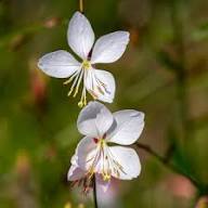Gaura Flower Seeds for Planting | Sun Loving Heirloom Non-GMO Organic Garden Seeds