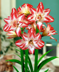 White Orange Amaryllis Flower Seeds for Planting – Heirloom, Non-GMO, High Germination Organic Garden Seeds