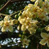 Light Yellow Ceiba Pentandra Flower Seeds for Planting – Cottage Garden Essential, Heirloom, Non-GMO, High Germination